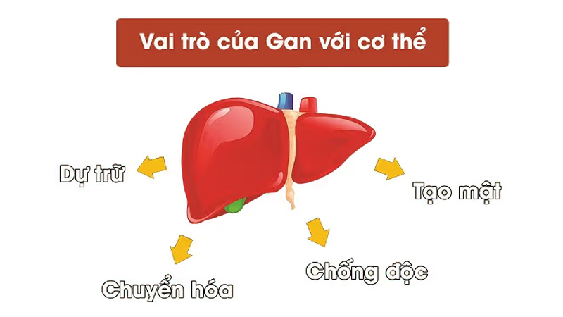 Gan đóng vai trò vô cùng quan trọng trong quá trình chuyển hóa và thải độc