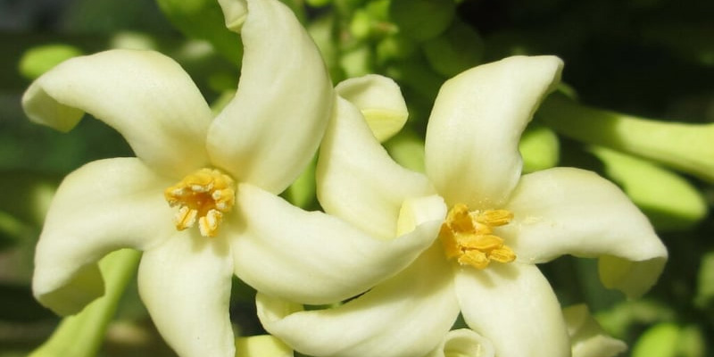 Hoa đu đủ đực có thể hỗ trợ điều trị ung thư gan, tuy nhiên hiệu quả khá chậm