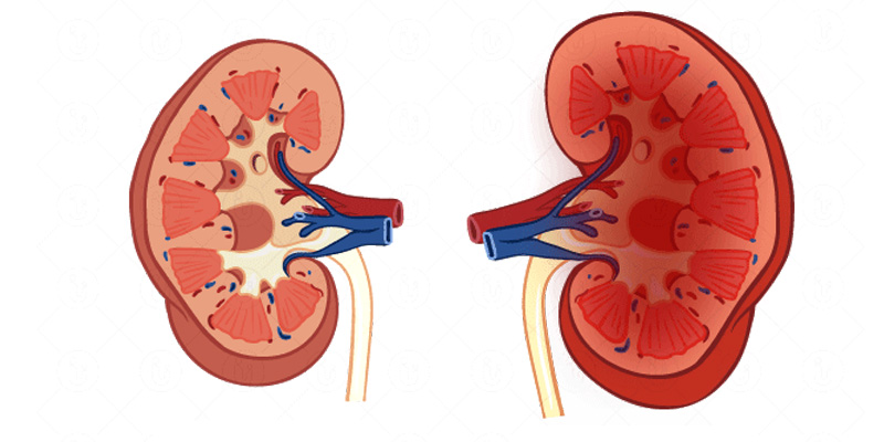 Viêm cầu thận là biến chứng có thể gặp ở người mắc viêm gan B mạn tính.