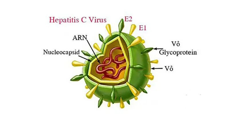 Viêm gan C là một loại bệnh lý về gan do virus viêm gan C gây ra
