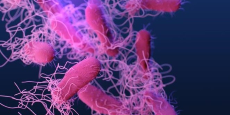 Gan bị viêm có nguyên nhân do vi khuẩn Salmonella gây ra nội độc tố, phản ứng viêm và/hoặc phản ứng miễn dịch của cơ thể người bệnh