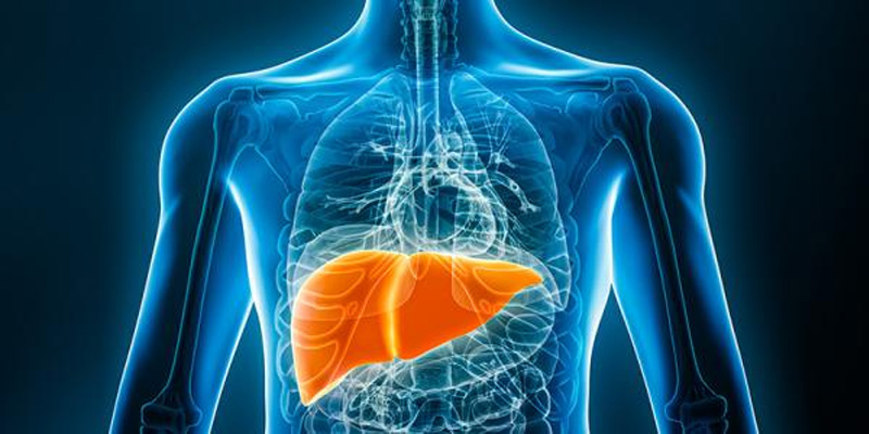 Virus HBV có thể gây viêm gan B cấp và mãn tính