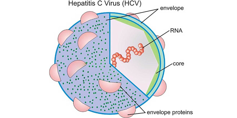 Định lượng virus viêm gan C dựa trên RNA virus