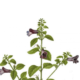 Các bài thuốc chữa gan nhiễm mỡ trong y học cổ truyền an toàn