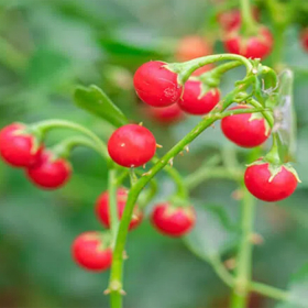 Cà gai leo chữa gan nhiễm mỡ được không? Công dụng và lưu ý sử dụng