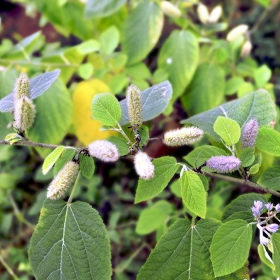 Sự thật về cây an xoa chữa bệnh ung thư gan