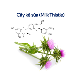 Cây kế sữa (Milk Thistle)