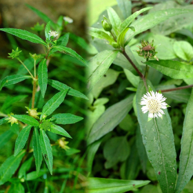 Tổng hợp cây thuốc chữa xơ gan cổ trướng được dùng nhiều nhất