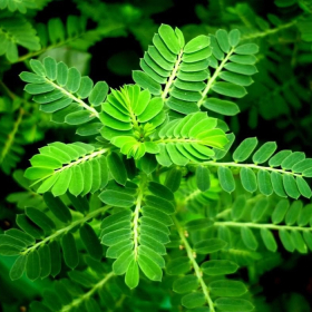 Cách chữa gan nhiễm mỡ bằng cây chó đẻ đơn giản tại nhà