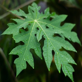 Chữa ung thư gan bằng lá đu đủ có hiệu quả không