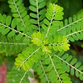 Hướng dẫn điều trị viêm gan B bằng thuốc nam an toàn và hiệu quả