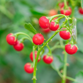 Hướng dẫn phương pháp điều trị viêm gan C bằng thuốc Nam hiệu quả