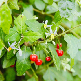 Gan nhiễm mỡ độ 1 uống lá gì giúp hỗ trợ điều trị