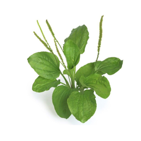 Gan nhiễm mỡ độ 2 uống lá gì? Các loại lá giúp thanh lọc gan