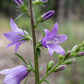 Người bị gan nhiễm mỡ nên uống nước lá gì để thải độc nhanh?