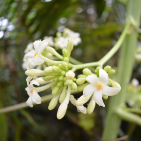 Hoa đu đủ đực chữa ung thư gan: Tổng hợp và lưu ý cách dùng