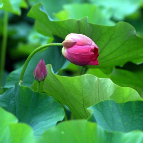 Lá sen chữa gan nhiễm mỡ có thật sự hiệu quả? Cần lưu ý những gì?