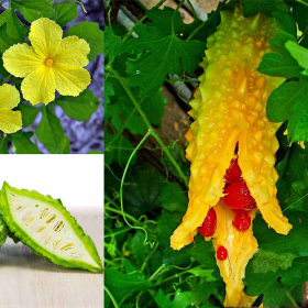 Cách làm sạch gan nhiễm mỡ đơn giản và an toàn