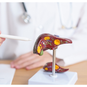 Sự khác nhau giữa viêm gan B cấp tính và mãn tính?