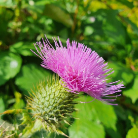 Thuốc nam trị gan nhiễm mỡ - Bí quyết từ dược liệu thiên nhiên