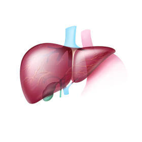 Xơ gan cổ trướng có lây không? Những lưu ý khi chăm sóc người bệnh